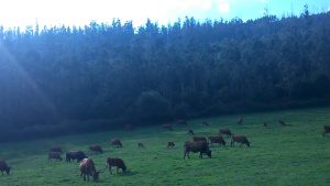 As técnicas de produción ecolóxica melloran a interacción co entorno